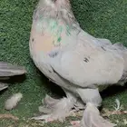 جوز حمام تب التب