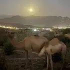 ناقه البيع تحتها مفرود