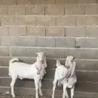 تيوس هولندية توم