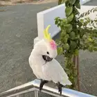 ببغاء كوكاتو ترايتون