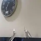 عصافير كروان