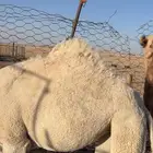 بكره