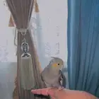 بغباء كروان