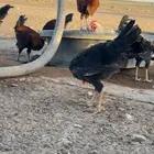 دجاج