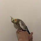 طير كروان