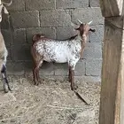 مشروع تيس فحل اوشح