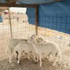 طليان كفو ( تم البيع )