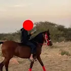 فرس انتاج للبيع