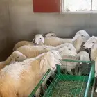 طليان حري