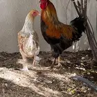 ديك ودجاجه شي فاخر