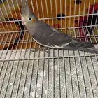 فرخ كراون فرخين روز