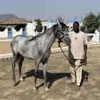 مهره واهو للبيع