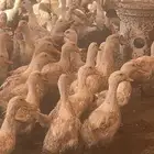 بط بكيني