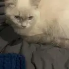قط للتبني