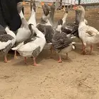 وز أليف والبيع بالزوج