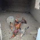 دجاج باكستاني