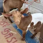 تيوس ح ص اعمارها اسبوع ونص