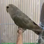 روز ضايع إلي يلقى يتواصل معي بالله