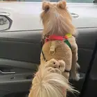 كلبه انثى عمرها اقل من سنه
