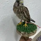 باشق للبيع وا وافي وا شرط مطياره يهد على فري حمام وا عندي