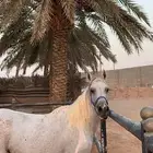 فرس شعبية لقاح ثقيل بالشهر العاشر