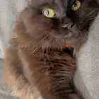 قط شيرازي للتبني