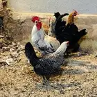 5 دجاجات وديك