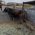 بقره بلدية