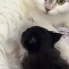 قطه صغيره للبيع على سوم