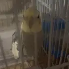 زوج كروان منتج تم البيع