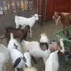 تيوس جنوبيه