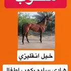 مطلوب خيل انقليزي هادي ركوب اطفال رقم التواصل