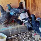 حمام بلدي ولع