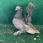 كرنقو جوز