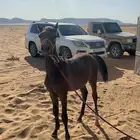 مهر شعبي كفو