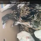 دجاج