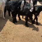 تيوس للبيع