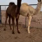 اثنين حشو للبيع العمر اربع اشهور