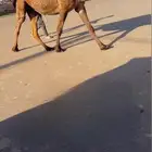 للبيع الصفراء الدبيانيه