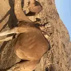 نياق