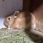 ذكور ارانب للبيع تم البيع