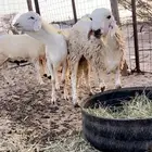 ذبايح ثلاجه