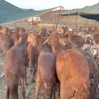 طليان سواكن حمري مرابي