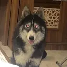كلب هاسكي