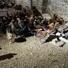 دجاج بلدي