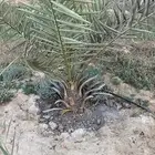 فسائل نخيل خلاص شيشي خنيزي غر