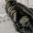 قطه للتزاوج