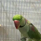 للبيع ذكر دره نبالي اليف ومتكلم