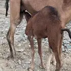 قعود للبيع عمره 5شهور سمين ونضيف