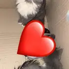 قطط للبيع توأم تقدر تتأقلم بلبيوت